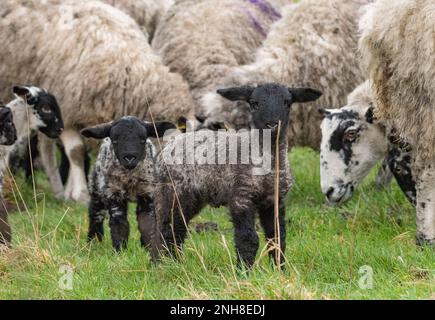 Chipping, Preston, Lancashire, Royaume-Uni. 21st févr. 2023. Saison des aginettes bien en cours près de Preston, Lancashire. Crédit : John Eveson/Alamy Live News Banque D'Images