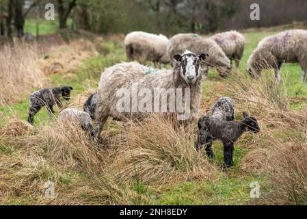 Chipping, Preston, Lancashire, Royaume-Uni. 21st févr. 2023. Saison des aginettes bien en cours près de Preston, Lancashire. Crédit : John Eveson/Alamy Live News Banque D'Images