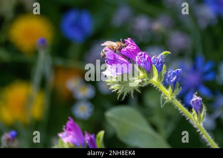 bumble abeille collectant le nectar de fleurs roses de viper bugloss avec des fleurs sauvages colorées flou dans le fond Banque D'Images