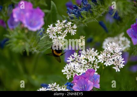 bumble abeille collectant le nectar de jolies fleurs blanches de coriandre avec le bugloss de viper dans le fond Banque D'Images
