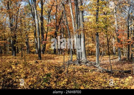 Magnifiques feuilles de couleur automnale sur les arbres de la forêt et sur le fond de la forêt le long du sentier régional suédois des immigrants à Taylors Falls, Minn USA Banque D'Images