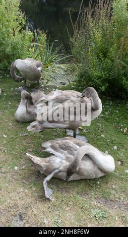 Jeunes cygnes muets, cygnets, prêcheur Banque D'Images