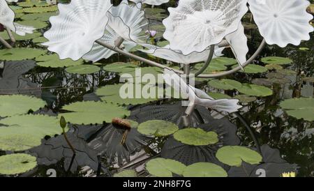 La sculpture de Dale Chihuly's White Perse Pond dans la Waterlily House à Kew Gardens, Richmond, Angleterre, Royaume-Uni Banque D'Images