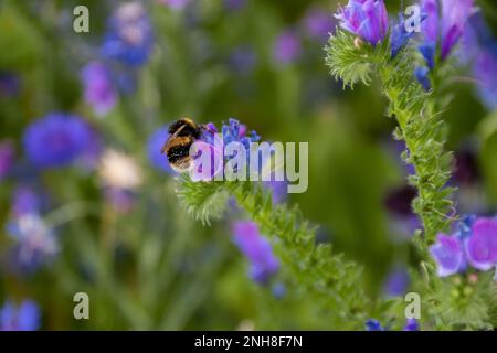 Buff Blebee à queue de bourdon collectant le pollen de jolies fleurs bleues et roses de Bugloss Echium vulgare de Viper avec un fond de wil coloré flou Banque D'Images