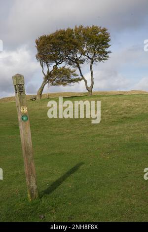 Trois arbres qui poussent ensemble sur Cleeve Hill dans les Cotswolds, Gloucestershire, Angleterre, Royaume-Uni Banque D'Images