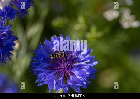 la mouche de l'hovery repose sur la fleur bleu vif de la cornflower également connu sous le nom de bouton de la bachelor avec un fond vert flou Banque D'Images