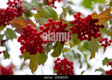 baies rouges et feuilles de viburnum opulus de canneberge Banque D'Images