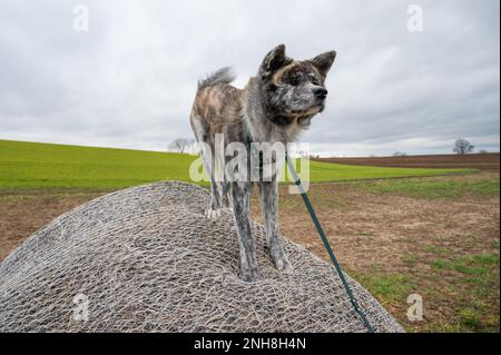 Akita inu avec fourrure grise debout sur une balle de paille pendant une journée nuageux, campagne Banque D'Images