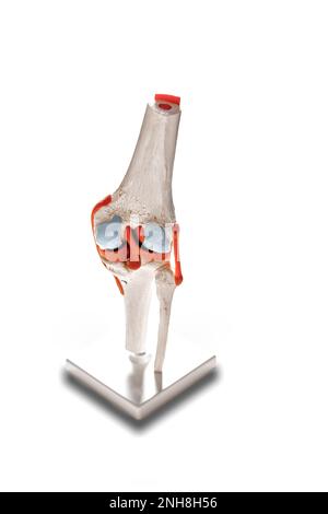 Modèle médical de l'articulation du genou humain isolé sur fond blanc Banque D'Images