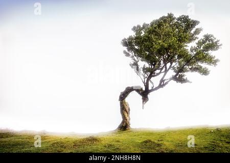 Arbre à la forêt de Fanal pendant que le brouillard de mer dérive à Madère Banque D'Images