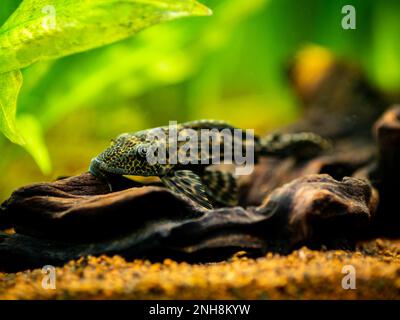 Poisson-chat à succion ou pleco commun (Hypostomus plecostomus) isolé dans un réservoir de poissons avec fond flou Banque D'Images