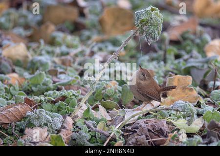 Wren (troglodytes troglodytes) chasse en quête de nourriture sous des feuilles d'une entaille givrée (Urtica dioica) Whitlingham CP Norfolk UK GB février 2023 Banque D'Images