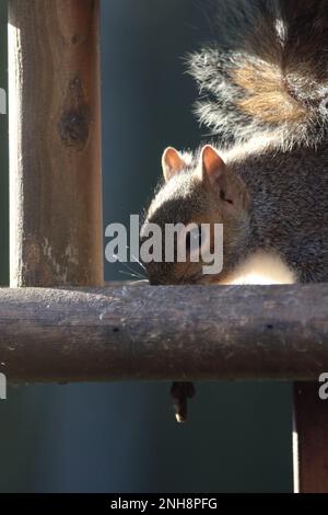 Écureuil gris se nourrissant sur une table à oiseaux Banque D'Images