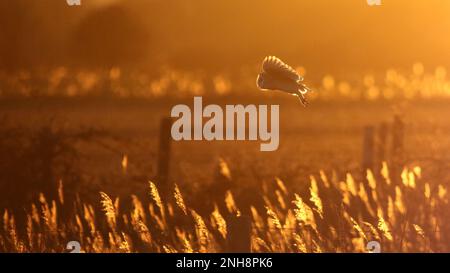 Barn Owl en vol au coucher du soleil Banque D'Images
