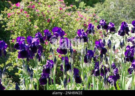 Fleurs d'été de grand Iris germanica à barbes violettes et roses roses roses dans un cottage mixte jardin frontière de fleurs Royaume-Uni juin Banque D'Images