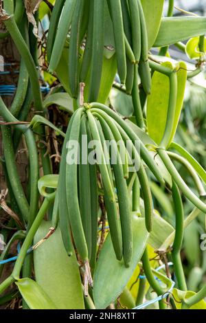 Planifolia vanille, Pods vanille, Réunion Banque D'Images