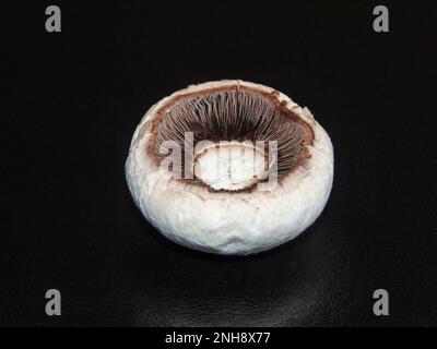 Champignon isolé sur fond noir Banque D'Images