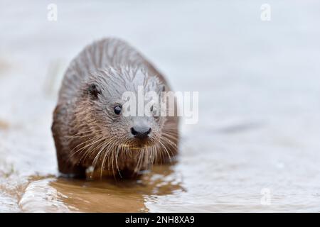 Otter (Lutra lutra) jeune cub sur la rive, Roxburghshire, Scottish Borders, Écosse, mars 2015 Banque D'Images