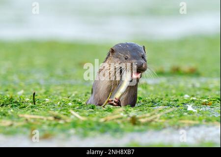 Otter (Lutra lutra) dans de l'eau saumâtre sur les reachs inférieurs de la rivière Tweed manger de l'anguille fraîchement capturée, Northumberland, Angleterre, juillet 2009 Banque D'Images