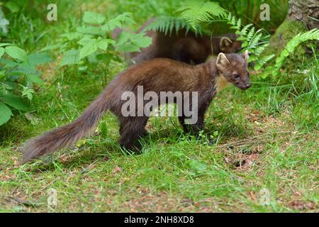 Pine Marten (Martes martes), jeune animal en manteau d'été, en conifères en soirée, Inverness-shire, Écosse, juillet 2016 Banque D'Images