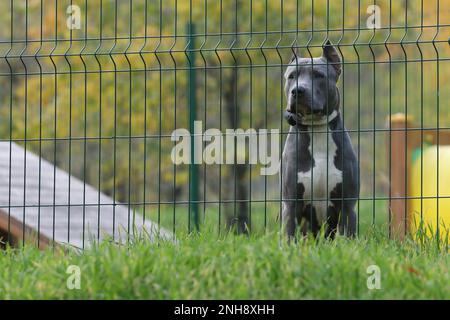 triste staffordshire terrier chien hors de la clôture Banque D'Images