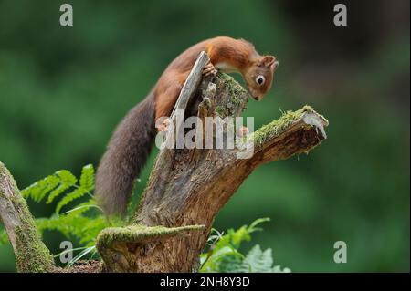 Écureuil roux (Sciurus vulgaris) attiré par le noisette placé sur la souche d'arbre, Inverness-shire, Écosse, octobre 2012 Banque D'Images