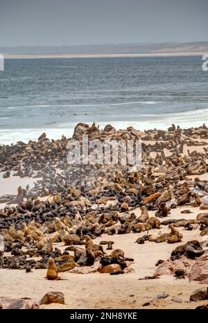 Colonie de phoques de Cape Cross, Namibie Banque D'Images