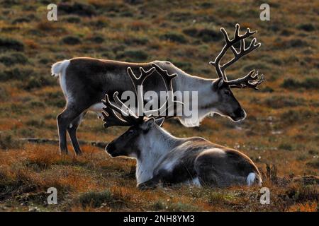 Renne (Rangifer tarandus) renne avec bois en velours, réintroduit le Cairngorm renne Herd, Parc national de Cairngorm, Speyside, Écosse Banque D'Images