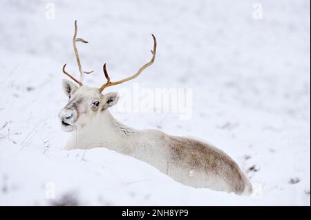 Vache de renne (Rangifer tarandus) dans la neige, Cairngorms Herd de renne, Inverness-shire, Écosse, décembre 2008 Banque D'Images