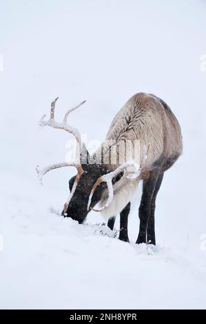 Le troupeau de rennes (Rangifer tarandus) réintroduit dans les montagnes de Cairngorm, parc national de Cairngorm, Speyside, Écosse, décembre 2008 Banque D'Images