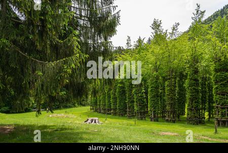 Arte Sella est une exposition d'art contemporain qui se déroule dans les bois de la vallée de la Sella, Borgo Valsugana - Trentin-Haut-Adige- Italie Banque D'Images