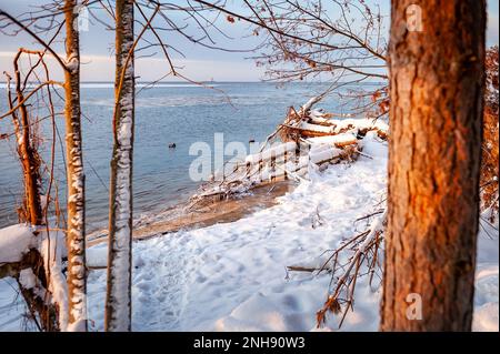 Troncs d'arbres sur la rive après la tempête. Bois de grève et arbres déracinés sur la côte de Lielupe, dans la mer Baltique. Arbres tombés couverts de glaces pendant le franc Banque D'Images