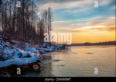 Troncs d'arbres sur la rive après la tempête. Bois de grève et arbres déracinés sur la côte de Lielupe, dans la mer Baltique. Arbres tombés couverts de glaces au soleil Banque D'Images