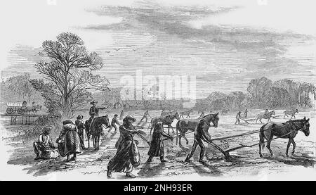 Anciens esclaves travaillant une presse de coton sur une plantation de coton du Sud, 1867. Illustration par Alfred R. Waud, Harper's Weekly, 2 février 1867. Banque D'Images