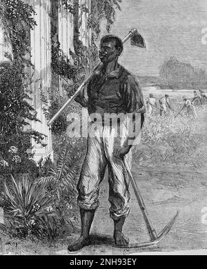 Récolte d'une illustration satirique de « la grande question du travail du point de vue du sud » montrant un homme noir debout sur une plantation du sud avec une pelle et une houe. Harper's Weekly, 29 juillet 1865. Voir 2452956 pour l'image complète. Banque D'Images