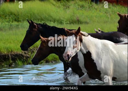 Les poneys atteignent la terre à la nage de poney de 2022 sur l'île de Chincoteague, au 27 juillet 2022. La nage de poney annuelle est une tradition qui célèbre la traversée des poneys sauvages de Chincoteague à travers le chenal Assateague pour les enchères. Banque D'Images