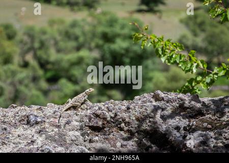 L'agama caucasien (Paralaudakia caucasia, agamid lizard), le soleil se couche sur un mur de pierre dans le complexe du monastère de la grotte de Vardzia en Géorgie. Banque D'Images