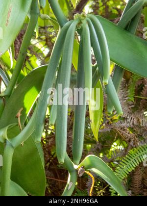 Planifolia vanille, Vanilla Pods à Natiora, Nosy OTAN Banque D'Images