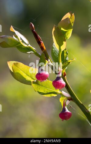 Blaubeere, Blau-Beere, Haubere, Heidel-Beere, Blüten, Blühend, Vaccinium myrtillus, bleuet européen, Bilberry, Blueberry, Whinberry, Whortleber Banque D'Images