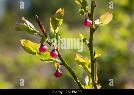 Blaubeere, Blau-Beere, Haubere, Heidel-Beere, Blüten, Blühend, Vaccinium myrtillus, bleuet européen, Bilberry, Blueberry, Whinberry, Whortleber Banque D'Images