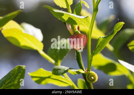 Blaubeere, Blau-Beere, Haubere, Heidel-Beere, Blüten, Blühend, Vaccinium myrtillus, bleuet européen, Bilberry, Blueberry, Whinberry, Whortleber Banque D'Images