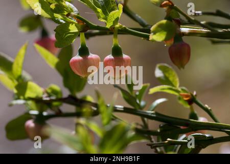 Blaubeere, Blau-Beere, Haubere, Heidel-Beere, Blüten, Blühend, Vaccinium myrtillus, bleuet européen, Bilberry, Blueberry, Whinberry, Whortleber Banque D'Images