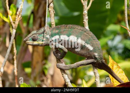 Panther Chameleon, Furcifer pardalis à Ambodifotatra, Nosy Boraha, Madagascar Banque D'Images