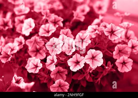 Viva magenta couleur fleurs pétunia. Couleur de l'année 2023. Banque D'Images