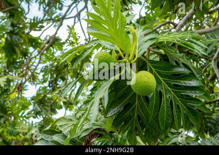 Artocarpus altilis, fruits à pain à Ambodifotatra, Nosy Boraha Banque D'Images