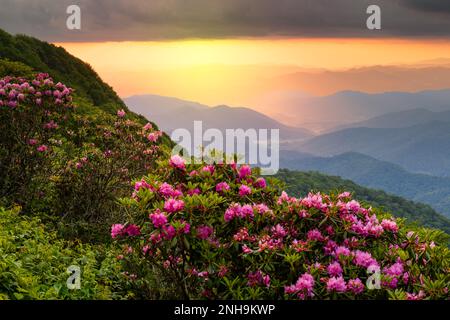 Les Great Craggy Mountains le long de la Blue Ridge Parkway en Caroline du Nord, États-Unis avec Catawba Rhododendron pendant un coucher de soleil de la saison de printemps. Banque D'Images