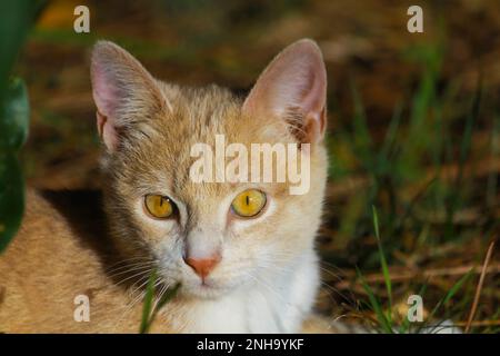 Ginger Tabby Cat exploration dans l'herbe verte Banque D'Images