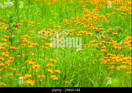 Champ de l'herbe à lait, des pâquerettes sauvages et des fleurs de coreopsis pendant le mois de juin dans l'ouest du Michigan, aux États-Unis. Banque D'Images