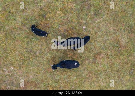 Photographie par drone de vaches dans les pâturages pendant la journée d'été Banque D'Images