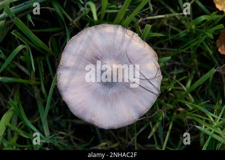 Champignon Unan sur l'herbe. Psilocybe cubensis.zenith vue, blanc, textures, arrière-plan flou Banque D'Images